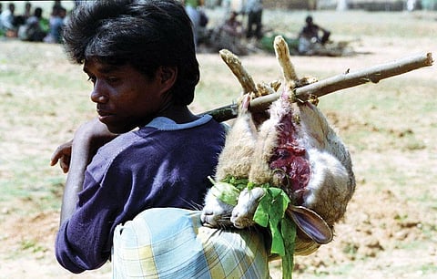 Some 200 wild animals killed in annual tribal hunting season in Bengal last month
