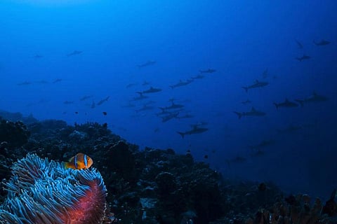 Photo: United Nations World Oceans Day Photo Competition