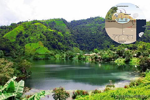 Photo : Wikimedia Commons and Journal Nature