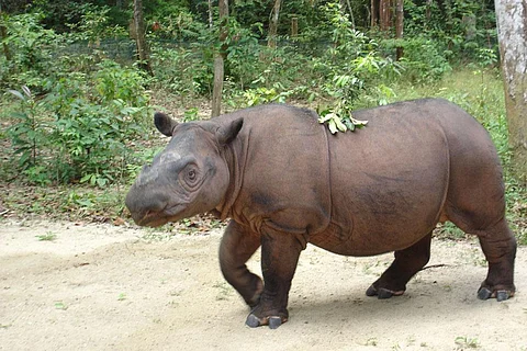 Photo :Wikimedia Commons, Sumatran Rhinoceros