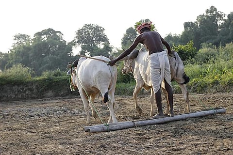 दुनिया में एक तिहाई से ज्यादा भोजन का उत्पादन कर रहे हैं छोटे और सीमान्त किसान