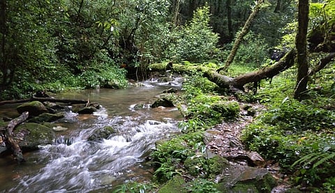 The forest of Mawphlang in Meghalaya. Photo: Wikimedia