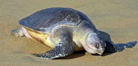 Photo: Bernard Gagnon via Wikipedia