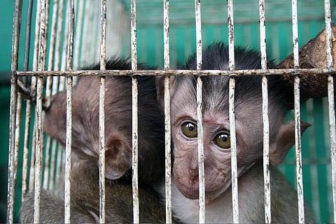 इंडोनेशिया के प्रमुका बुरंग मार्केट में बेचने के पिंजरे में रखे गए दो बन्दर, फोटो: बुसरा तिरकल्यापन