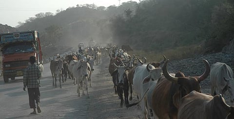 In the agricultural sector, livestock emissions from manure and enteric fermentation constitute for roughly 32 per cent of methane emission. Photo: Samrat Mukherjee / CSE