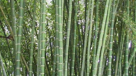 A wonder bamboo from Tamil Nadu to mitigate climate change