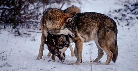 Wolves in Javorova valley, National Park High Tatras, Slovakia. Photo: Tomas Hulik