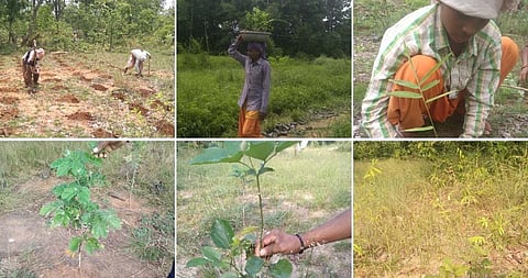 A collage of images from the tree plantation at Ramtek, Maharashtra. Photo: Grow-Trees.com