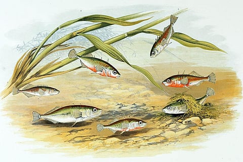 Photo : Wikimedia Commons