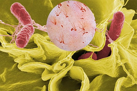 Photo : Wikimedia Commons