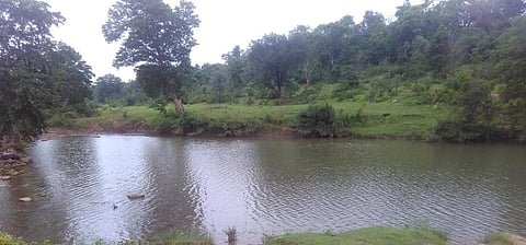 वन विभाग के मुताबिक इतने क्षेत्र में 2,15,875 पेड़ लगे हैं। चालीस हजार पेड़ कीमती सागौन के हैं। फोटो: राकेश कुमार मालवीय