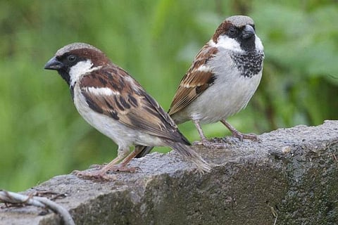 Photo : Wikimedia Commons, House sparrow