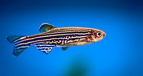 Zebrafish. Photo: istock