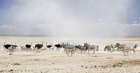 Wildlife in the Etosha National Park, Namibia. Photo: Yathin S Krishnappa via Wikimedia