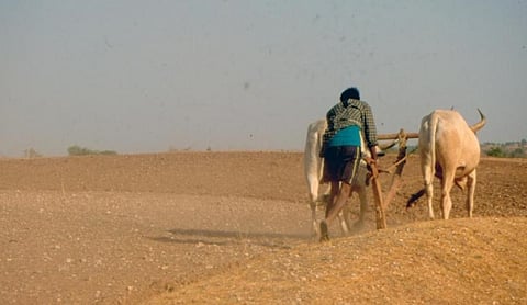 Agriculture did not fall to COVID-19 last year; will there be an encore?