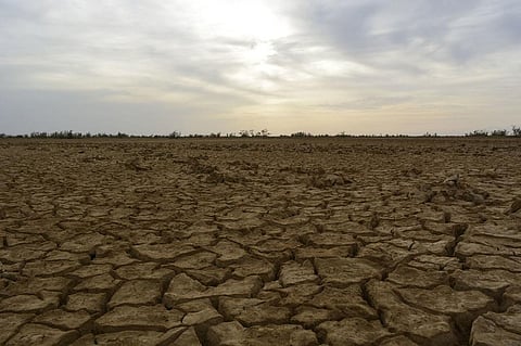 NGT upholds rights of pastoralists in Banni grasslands, wants encroachments removed