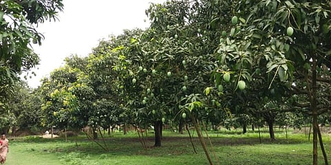 COVID-19 hurts farms: No buyers amid bumper mango season in Malda