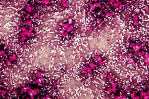 Photo : Wikimedia Commons