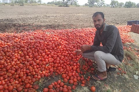 मध्य प्रदेश में भैंरोपुर गांव का एक टमाटर किसान। फोटो: रोकश मालवीय