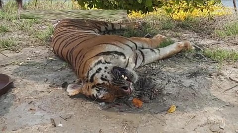 सुंदरवन के हरिखाली क्षेत्र में बेहोश पड़ा बाघ। फोटो: सुंदरवन टाइगर रिजर्व