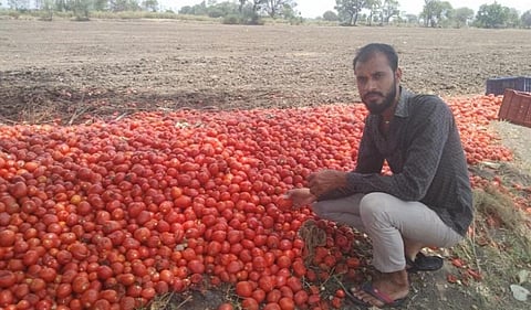Farmer Hariom Meena had to throw away his tomatoes on the road because he could not sell them at Bhopal Mandi. Photo: Rakesh Kumar Malviya