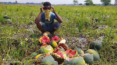 छत्तीसगढ़ के सरगुजा जिले के चलता गांव के किसान शैलेश सिंह अपनी तरबूज की बर्बाद फसल के साथ। फोटो: अवधेश मलिक