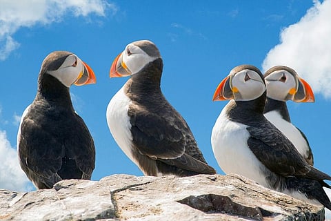 तापमान बढ़ने के साथ खतरे में हैं खूबसूरत पफिन्स पक्षी; फोटो: पिक्साबेय