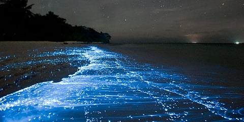 Sea sparkle blues: What sparkly tides mean for India’s marine ecosystems