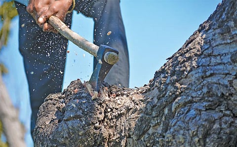 स्टेट ऑफ इंडियाज एनवायरमेंट 2021: तापमान के साथ ही बढ़ी जंगलों में आग लगने की घटनाएं