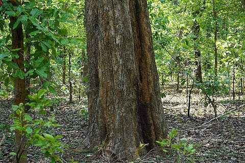 ये है 418 साल पुराना पेड़। फोटो: पुरुषोत्तम ठाकुर