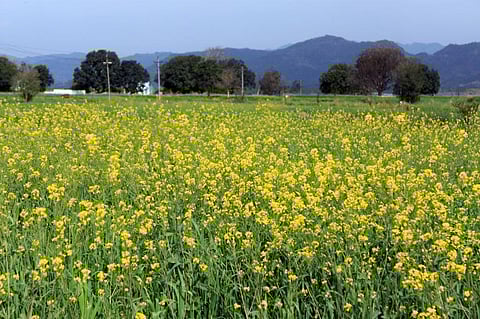 Mustard oil blending banned: How 30 years of regulation affected health, farmer profits