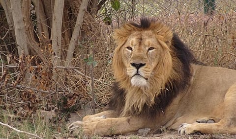 A lion in Nahargarh Biological Park, Jaipur. Photograph: Shubhobroto Ghosh