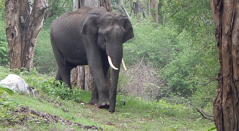Photo: Wikimedia Commons