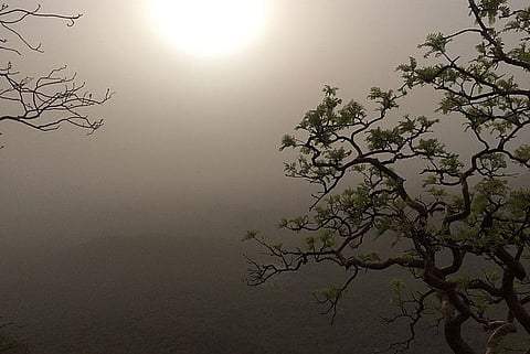 Photo : Wikimedia Commons