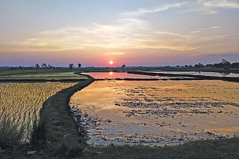 बंगाल के धान के खेतों की सिंचाई आप्लावन नहरों से होती थी