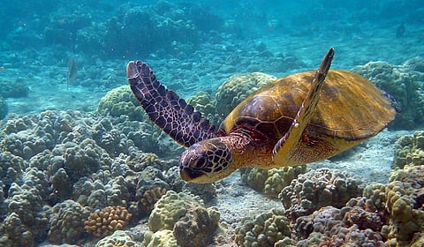 A Green Turtle in waters off Hawaii. Photo: Brocken Inaglory via Wikimedia