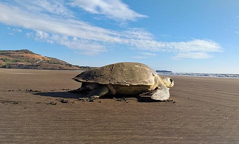 ऑलिव रिडले प्रजाति की मादा कछुआ सिर्फ अपने अंडे देने के लिए समुद्र तट पर आती है। इसी प्रजाति के नर कछुए के बारे में कहा जाता है कि वह अपने पूरे जीवनकाल में कभी समुद्र किनारे रेत पर नहीं आता। वहीं, मादा कछुआ भी समुद्र तट पर एक बार में सैकड़ों अंडे देने के बाद अपने अंडों को देखने के लिए दोबारा नहीं लौटती है। (तस्वीर: मोहन उपाध्याये)