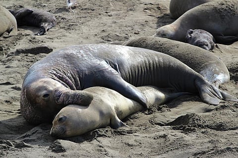 Darwin got sexual selection backwards, research suggests