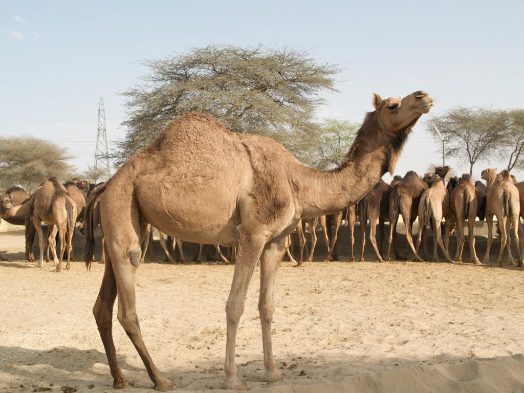 World Camel Day: Rearing as an art of healing