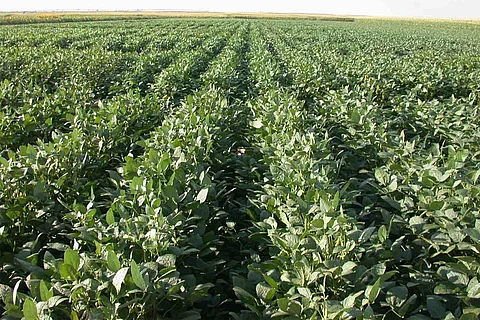 Soybean Field