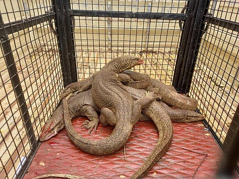 Racket trafficking Bengal monitor lizards busted in Odisha