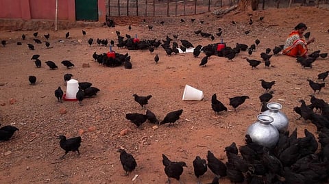 A Kadaknath farm. Photo: Ashis Senapati