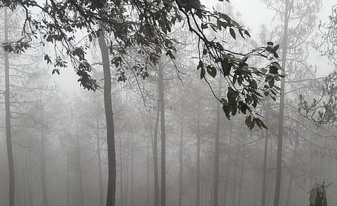 A forest in Dhaulinag, Uttarakhand. Photo: Wikimedia