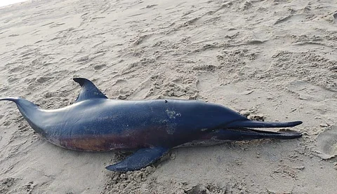 The dead Spinner dolphin found on Paradip beach. Photo: Ashis Senapati