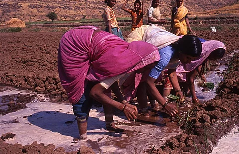 क्या इस साल भी विकास को थामे रखेगी कृषि ?