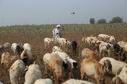 Recognising the role of pastoralists in agrarian development