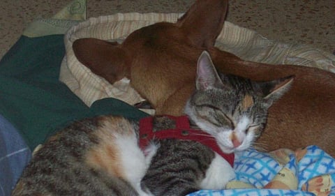 COVID-19 common in pets of infected owners: Research