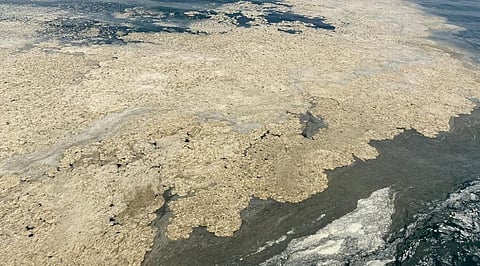A thick sludge of sea snot floating on the waters of the Sea of Marmara in this photo by Istanbul University. Photo: @istanbuledutr / Twitter