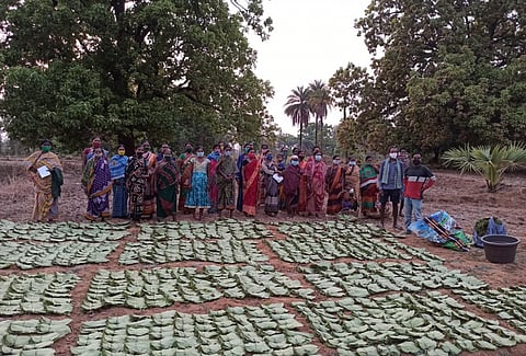 Bumper procurement helps Odisha kendu leaf collectors amid COVID-19