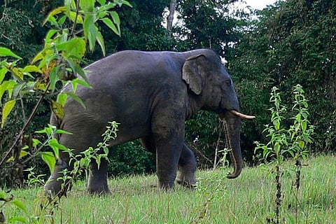Photo : Wikimedia Commons, Asian elephant